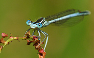 Blue Featherleg (Male, Platycnemis pennipes)